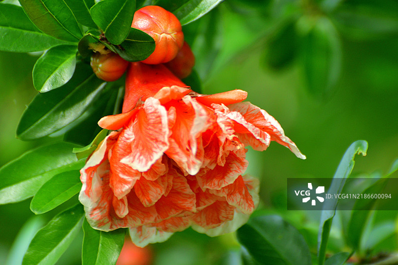 石榴 / 石榴属：属于千屈菜科的结果落叶灌木及其花朵图片素材