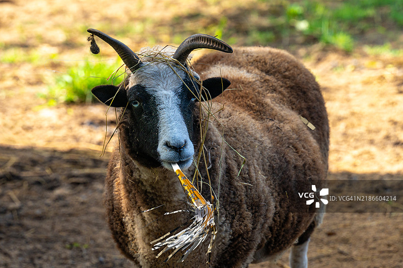 搞笑的山羊派对玩得太嗨了图片素材