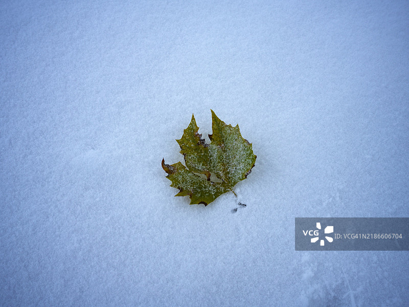 雪上的枫叶图片素材