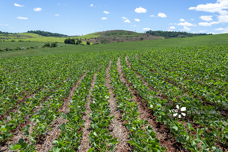 巴西隆德里纳的2024年大豆农场收获。图片素材