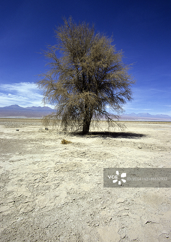 阿塔卡马沙漠中的孤独树木，背景是高原地区图片素材