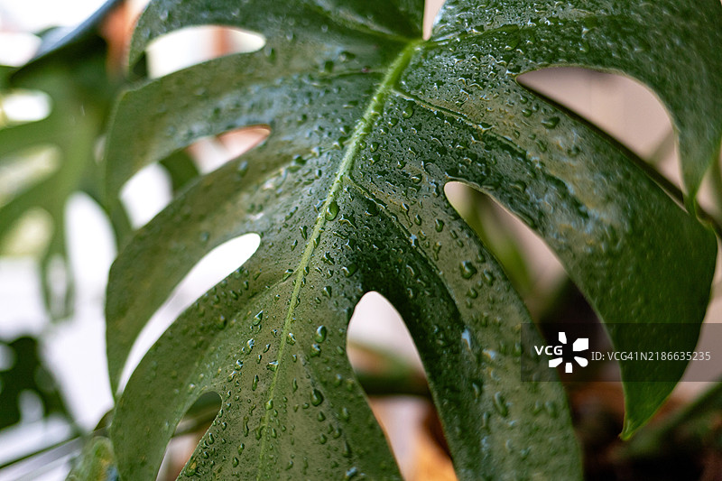 一片带水珠的龟背竹叶特写。图片素材