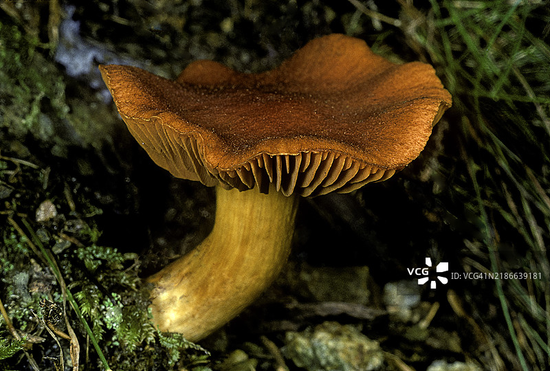 Cortinarius orellanus（愚人网帽）图片素材