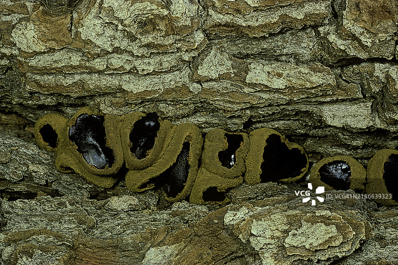 保加利亚苦草（穷人的甘草，黑色保加利亚，黑色果冻滴）图片素材