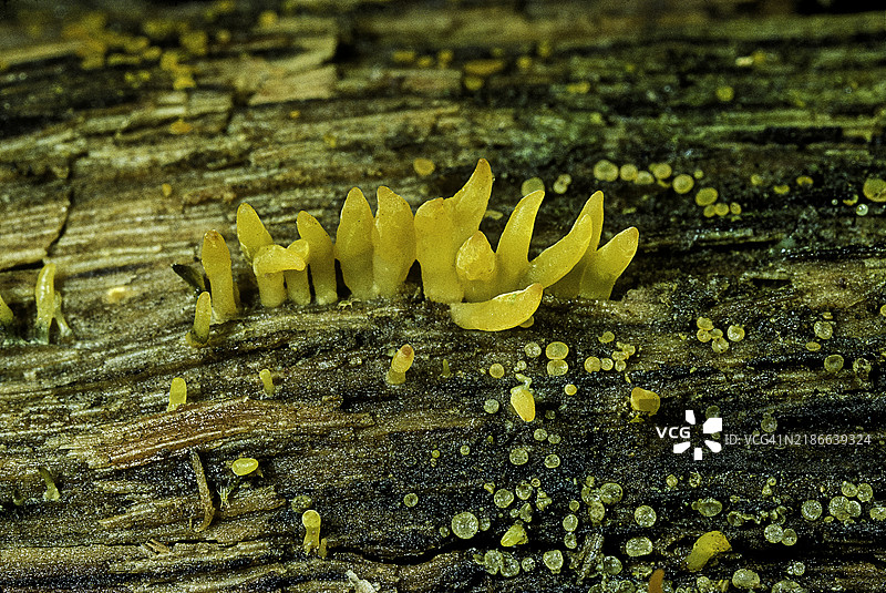 小鹿角菌 (Calocera cornea)图片素材