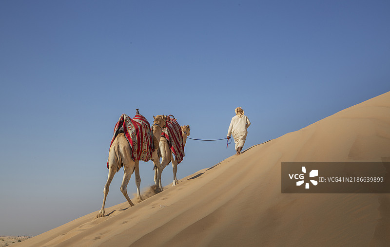 骆驼商队在沙丘上行进图片素材