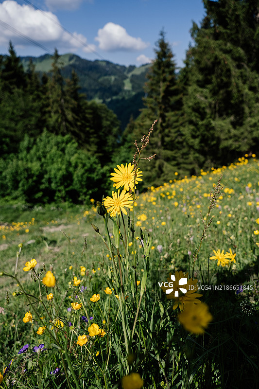山中的蒲公英草地图片素材