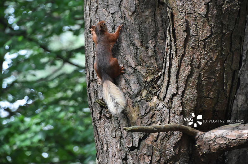 红松鼠在树上图片素材