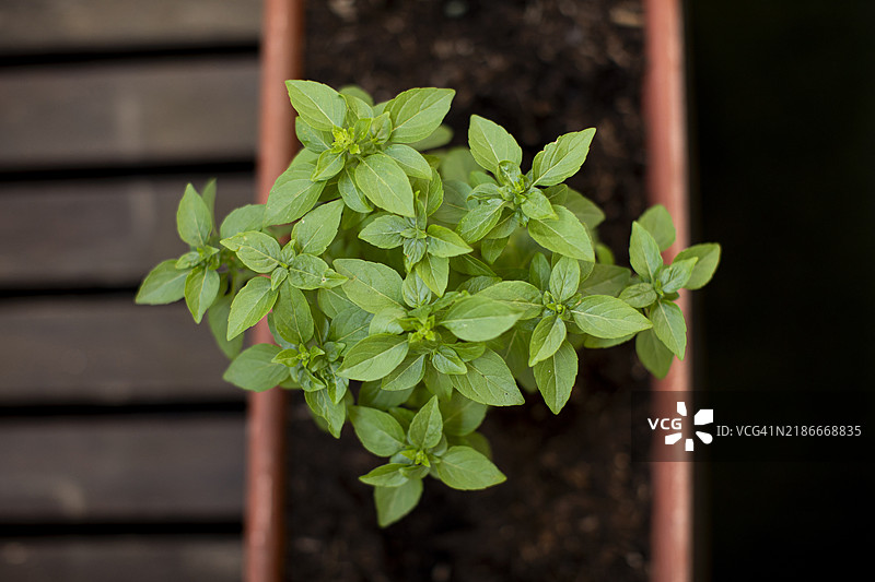 从上方看到的罗勒盆栽图片素材