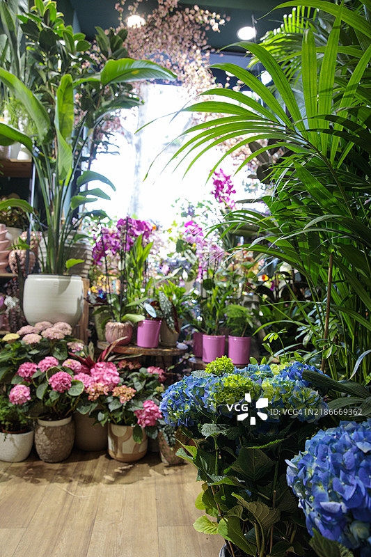 商店里的低矮花束图片素材