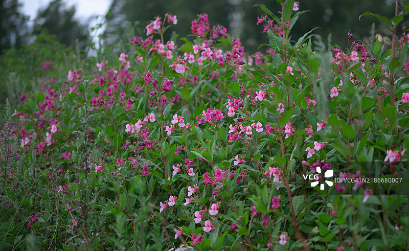 一种引入物种占据了我们的草地图片素材