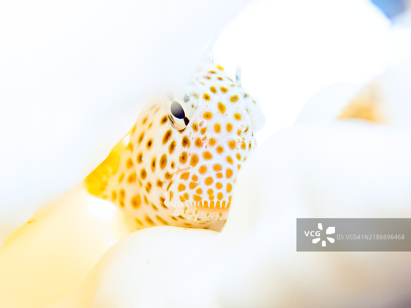 珊瑚白化现象正在发生,原因是海水温度持续偏高。美丽的桌状珊瑚和可爱的幼年豹鳚(Exallias brevis),以及一群天使小丑鱼(Pomacentrus coelestis)等。图片素材