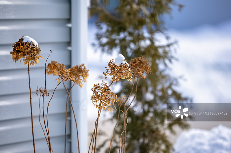 冬季的绣球花植物图片素材