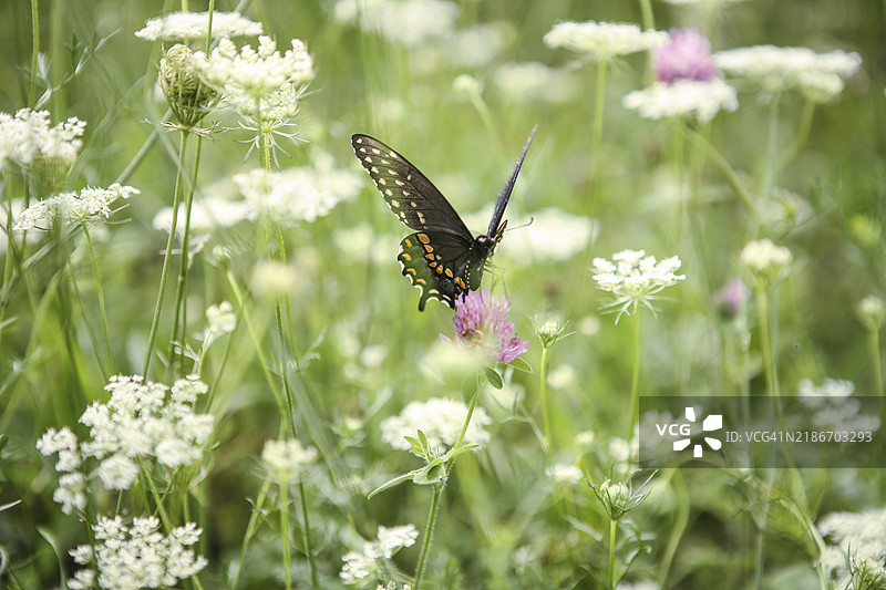 黑色燕尾蝶，夏日背景下的自然之美，野花田图片素材