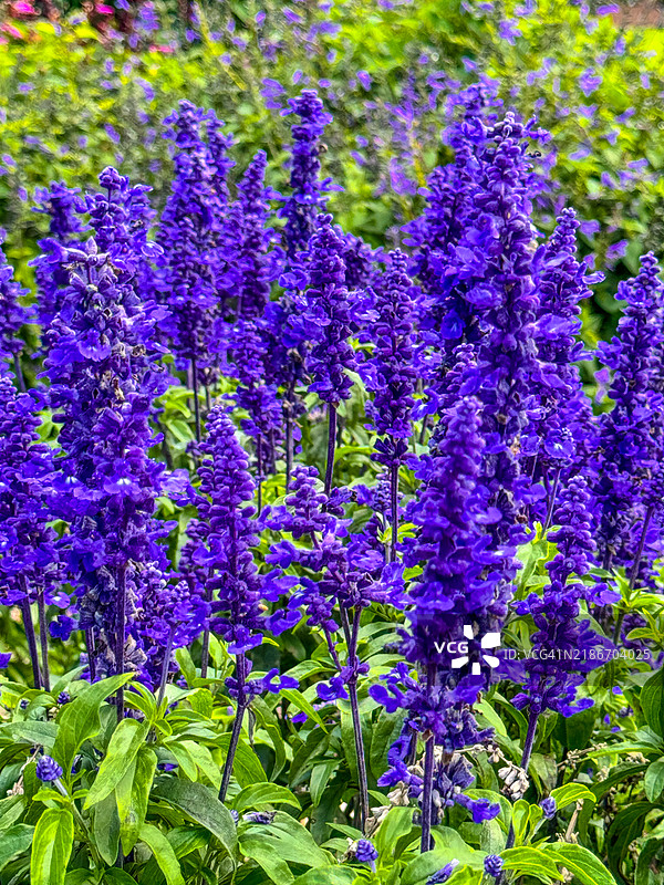 悉尼皇家植物园中的鼠尾草图片素材