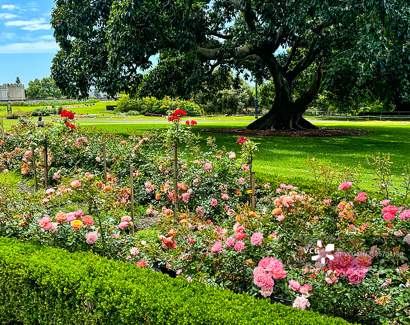 悉尼皇家植物园盛开的玫瑰图片素材