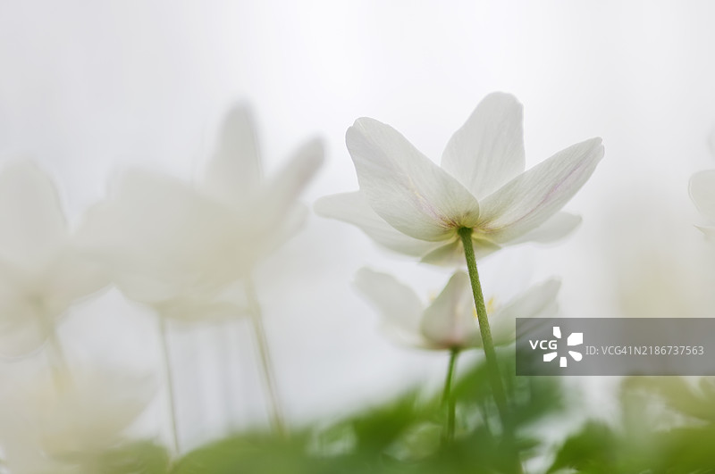 木兰花特写。德国，巴伐利亚，弗兰克尼亚图片素材