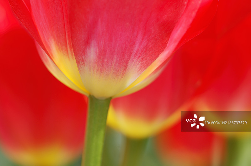 聚焦于郁金香。荷兰利塞。图片素材