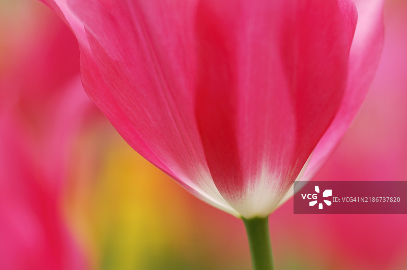 聚焦于郁金香。荷兰利塞。图片素材