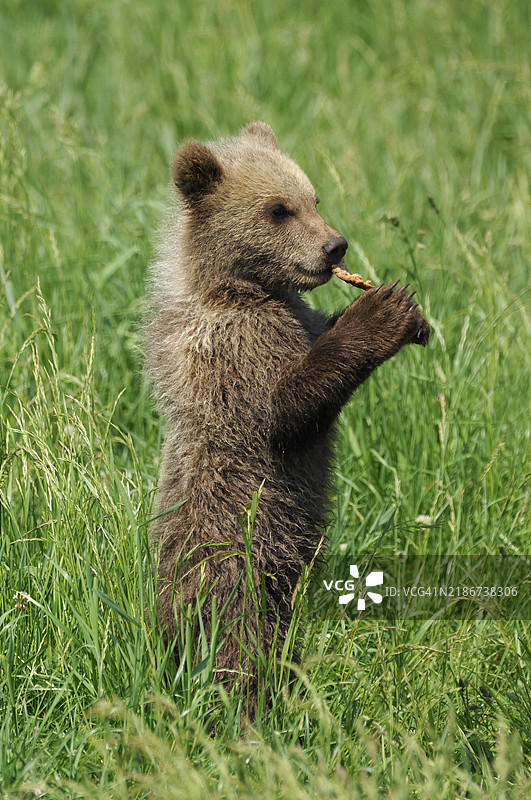 年轻的棕熊（Ursus arctos）站在草地上的草甸中。图片素材