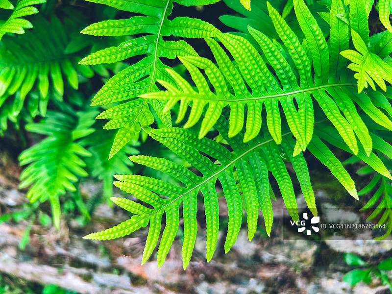 波利波迪乌姆·伏尔加雷图片素材