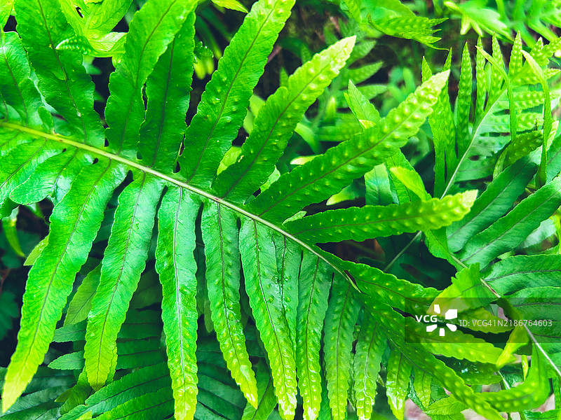 波利波迪乌姆·伏尔加雷图片素材