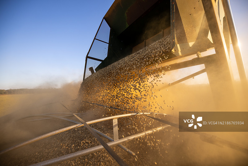 新鲜收获的花生装载到卡车上图片素材