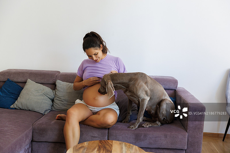 狗狗把头靠在孕妇的肚子上，坐在客厅的沙发上，狗狗也怀孕了。图片素材
