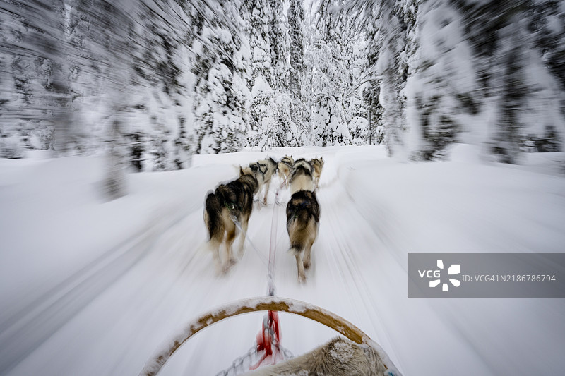 哈士奇犬在冬季雪林中拉雪橇图片素材