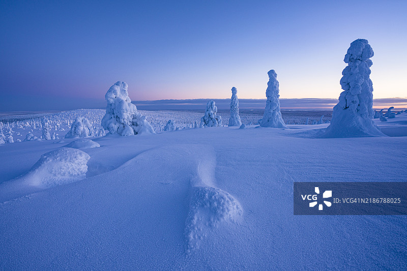 冬季黄昏时分的冰冻雪树图片素材