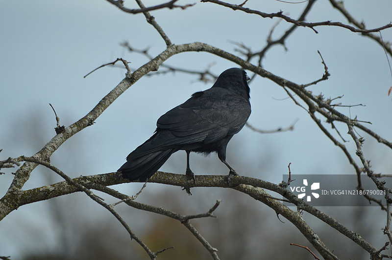 普通渡鸦图片素材