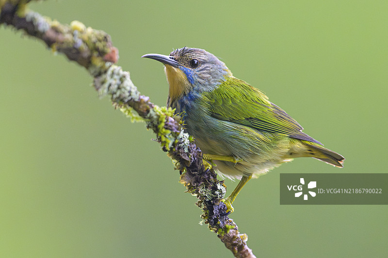 闪亮的雌性蜜蜂鸟栖息在苔藓上图片素材