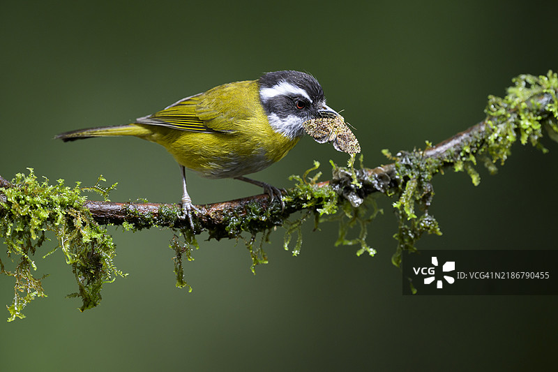 带有蛾子的黑顶绿雀图片素材