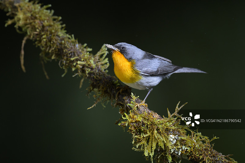 火喉鹟 - 巴拿马图片素材