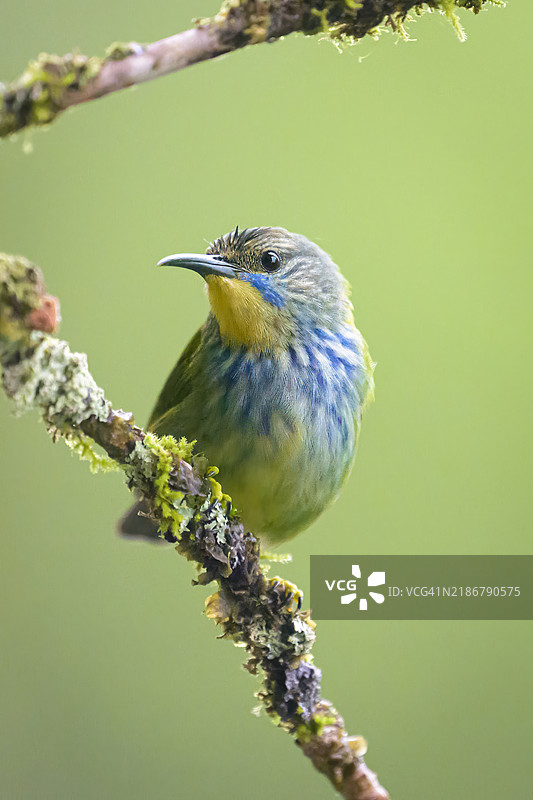 光亮的雌性蜜蜂鸟栖息在苔藓上图片素材