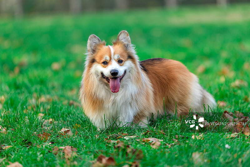 威尔士柯基犬（彭布罗克）图片素材