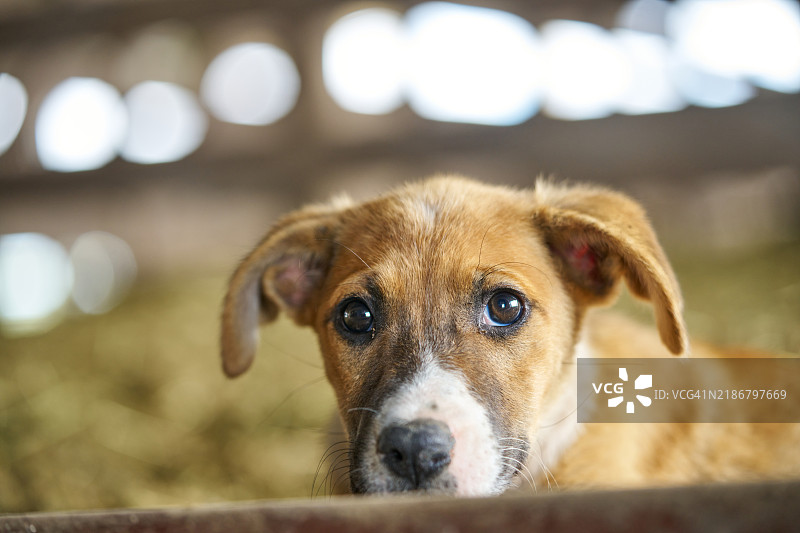 可爱好奇的小狗，带着顽皮的表情图片素材