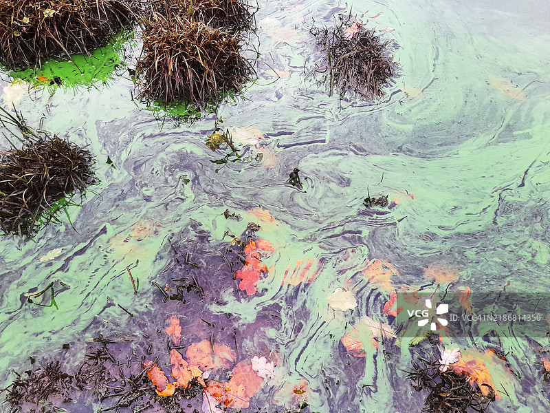 温德米尔湖中的蓝绿藻是由于联合公用事业公司在安布尔赛德非法倾倒污水造成的，湖区，英国。图片素材