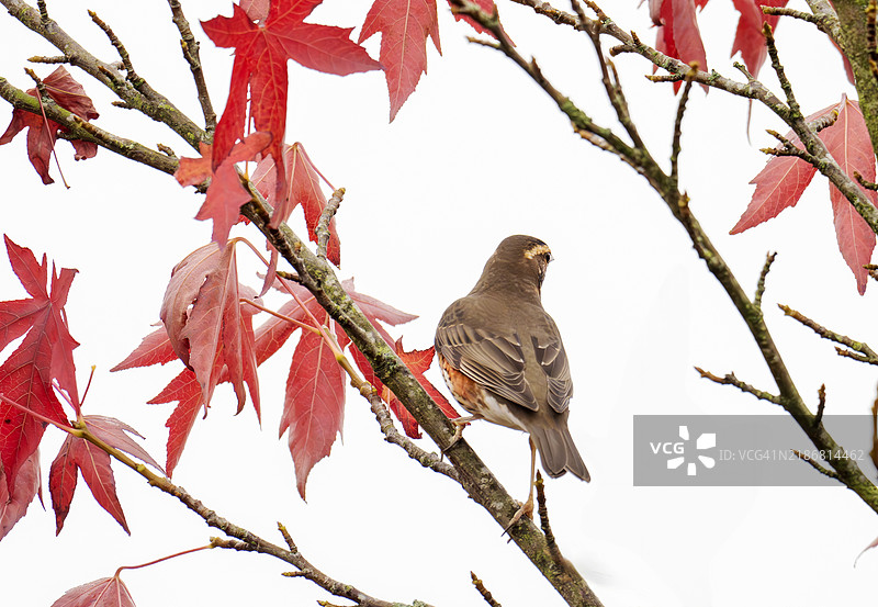 一只红翼鸫（Turdus iliacus）在英国湖区安布尔赛德的花园树上。图片素材