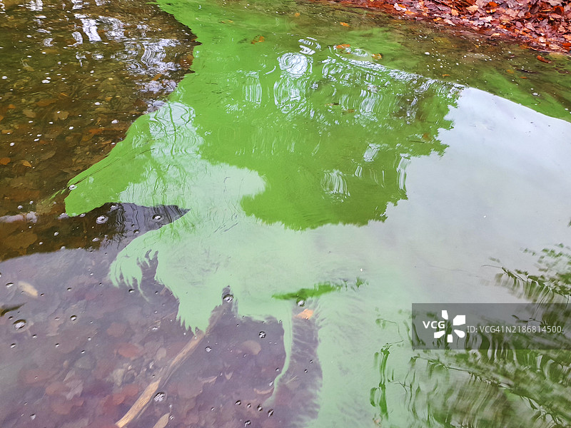温德米尔湖中的蓝绿藻是由于联合公用事业公司在安布尔赛德非法倾倒污水造成的，湖区，英国。图片素材