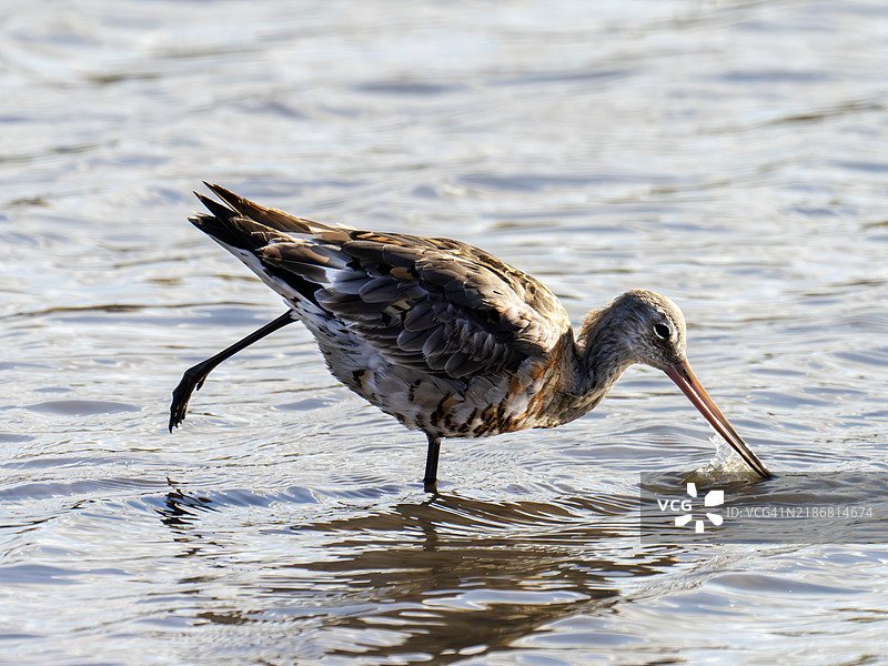受伤腿的黑尾神鹬（Limosa limosa）在英国苏格兰格兰戈斯的福斯湾。图片素材