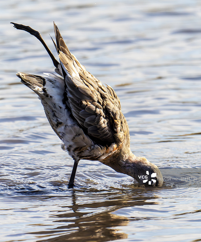 受伤腿的黑尾神鹬（Limosa limosa）在英国苏格兰格兰戈斯的福斯湾。图片素材