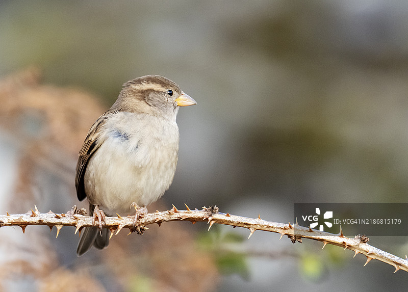 一只雌性家麻雀；家麻雀（Passer domesticus）在苏格兰阿德纳穆尔汉。图片素材