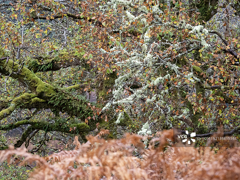 在英国苏格兰阿德南默赫的阿里安德尔森林中，生长在树上的驯鹿地衣（Cladonia rangiferina）。图片素材
