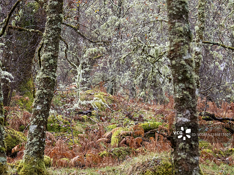 在英国苏格兰阿德南默赫的阿里安德尔森林中，生长在树上的驯鹿地衣（Cladonia rangiferina）。图片素材