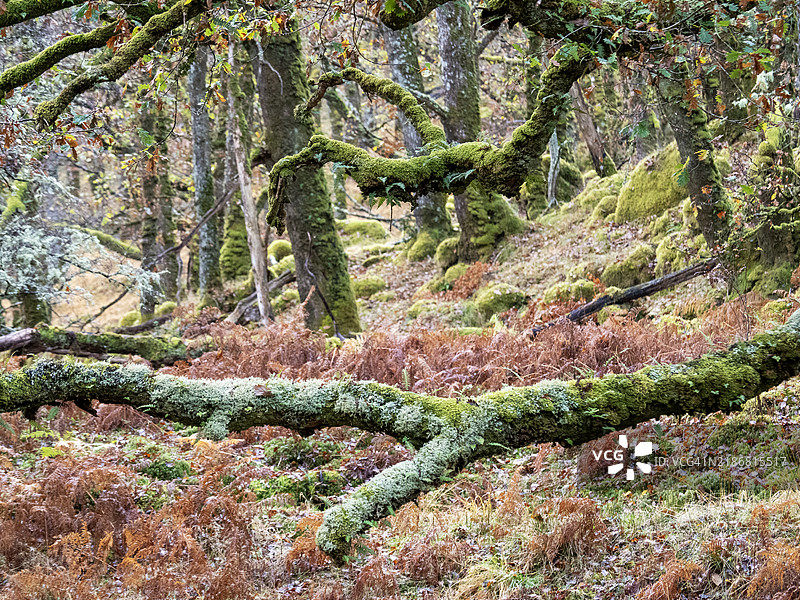 阿德南默赫的阿里安德尔森林中覆盖着苔藓的树木，苏格兰，英国。图片素材