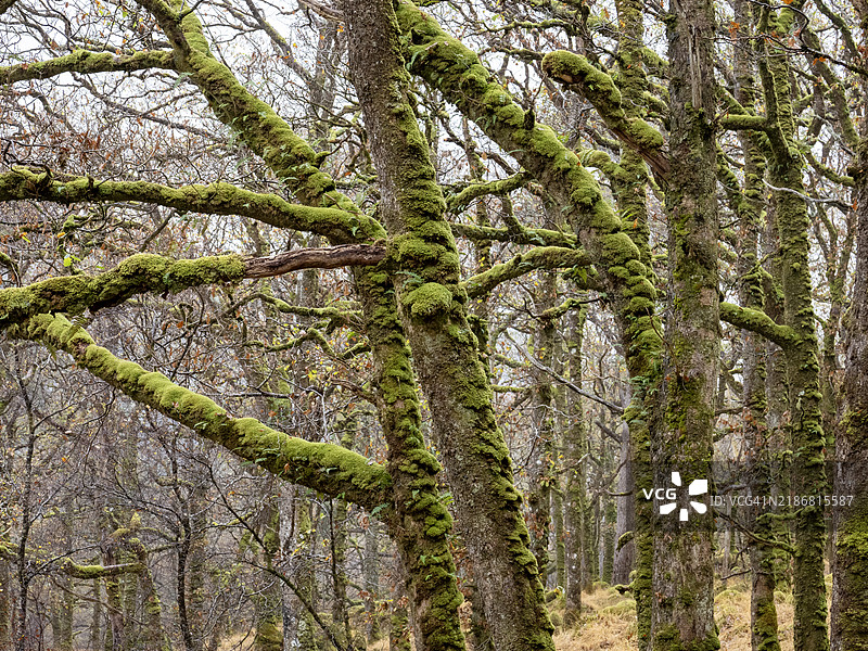 苏格兰阿德南默赫的阿里安德尔森林中树木上的苔藓。图片素材