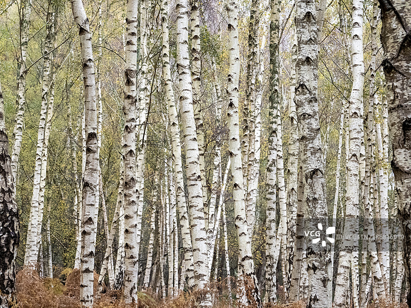 多塞特郡阿恩的银白桦树树干。图片素材