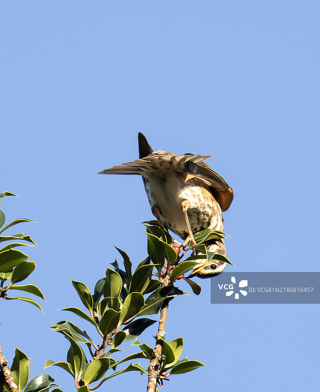 在英国湖区安布尔赛德的红翼鸫（Turdus iliacus）。图片素材