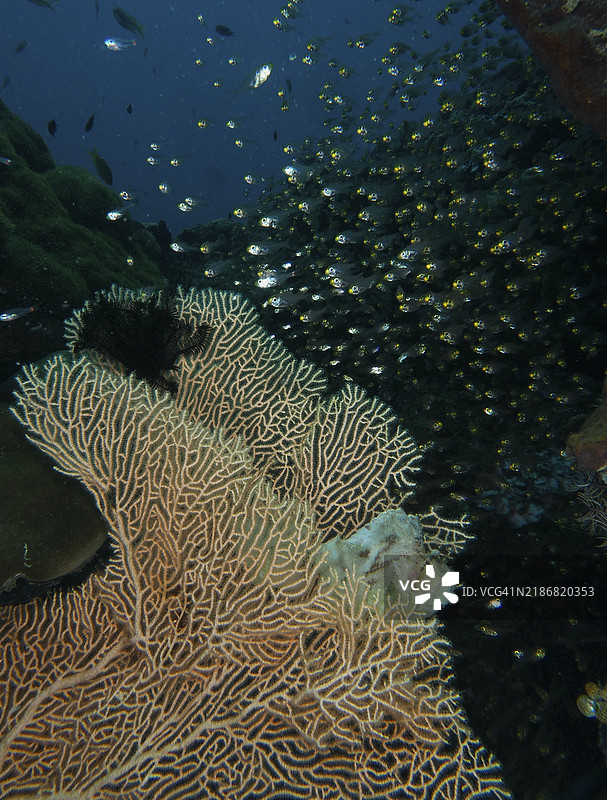一条伪装得很好的鱼（摇摆鱼，Taenianotus triacanthus）在巨型扇形珊瑚（Annella mollis）中潜伏，等待猎物，玻璃鱼在它上方游动，潜水地点：皮达达，彭亚潘，巴厘岛，印度尼西亚，亚洲图片素材